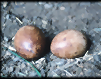 peregrine eggs