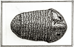 A Trilobite