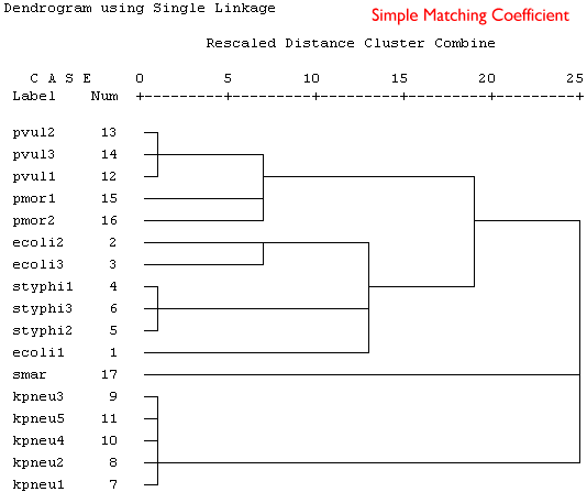Single linkage clustering using simple matching coefficient